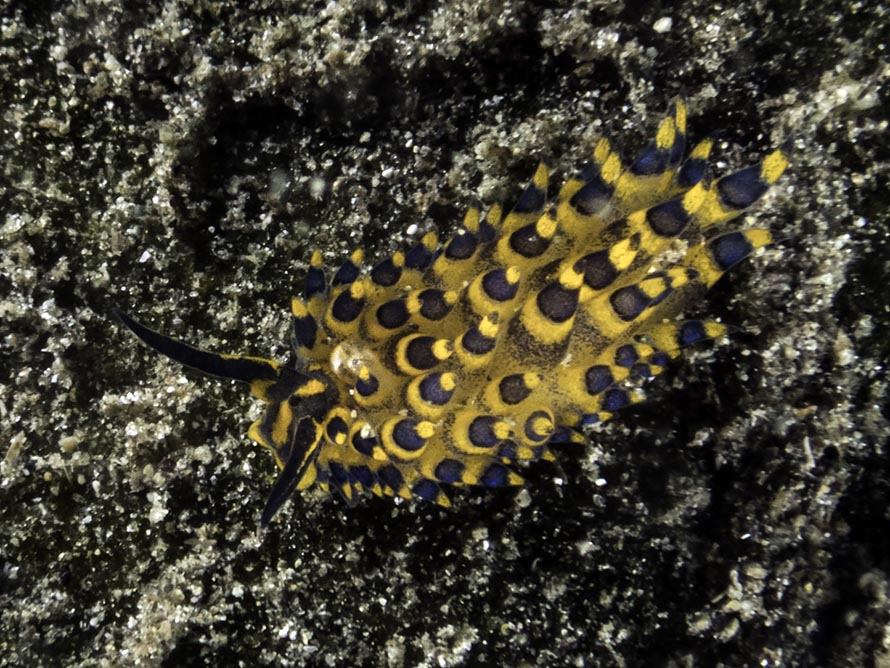 Stiliger ornatus